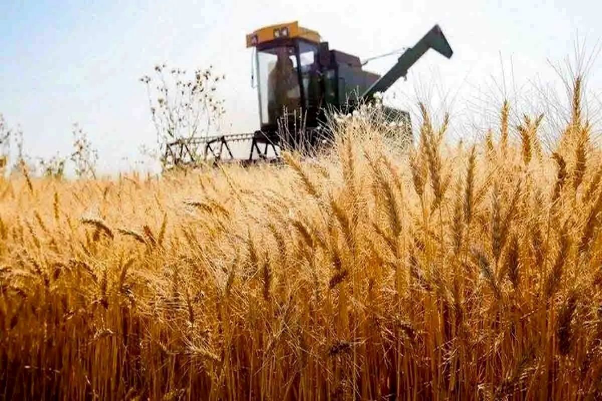 کاهش ۳۰ درصدی گندم در کشور/ ماجرا چیست؟