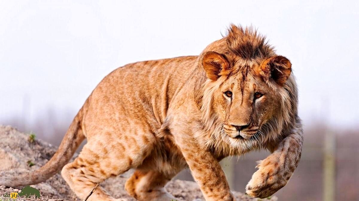 لحظه دردناک حمله شیر وحشی به یک زن و کودک + فیلم