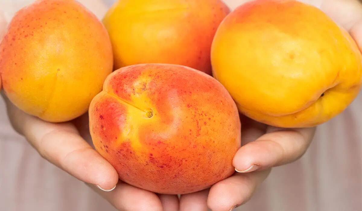 هرگز مغز هسته زردآلو را نخورید