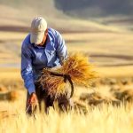 آخرین وضعیت پرداخت مطالبات گندمکاران