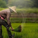 خبر خوش برای کشاورزان
