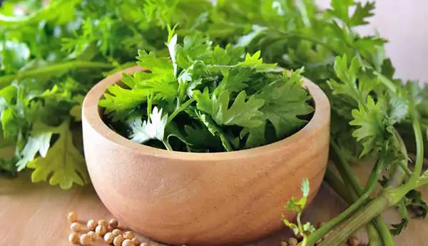 تعبیر خواب سبزی گشنیز برای زن متاهل و باردار و دختر مجرد از روانشناسی