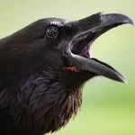 تعبیر خواب کلاغ سخنگو برای زن متاهل و باردار و دختر مجرد از روانشناسی