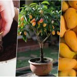 آموزش کاشت هسته انبه در گلدان + روش نگهداری