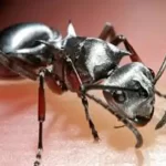 تعبیر خواب مورچه یونگ برای زن متاهل و باردار و دختر مجرد از روانشناسی
