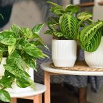 معرفی 7 گیاه آپارتمانی که عاشق رطوبت هستند