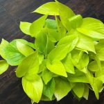 چگونه مشکلات گیاه را از روی برگ آن تشخیص دهیم؟