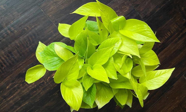 چگونه مشکلات گیاه را از روی برگ آن تشخیص دهیم؟