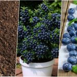 روش کاشت بلوبری در گلدان+ روش نگهداری