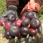 تعبیر خواب انجیر چیدن برای زن متاهل و باردار و دختر مجرد از روانشناسی