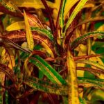 راهنمای نگهداری گیاه کروتون رشته‌ای + روش تکثیر آن