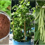 آموزش کاشت لوبیا سبز در گلدان و باغچه + روش نگهداری