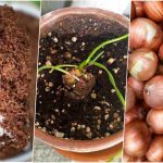 آموزش کاشت پیاز در گلدان + روش نگهداری