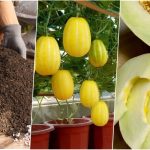 آموزش کاشت خربزه در گلدان+ روش نگهداری