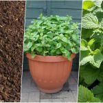 روش کاشت بادرنجبویه در گلدان + روش نگهداری و موارد استفاده