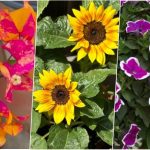 10 گیاه مناسب برای بالکن در روزهای گرم تابستان + نحوه مراقبت