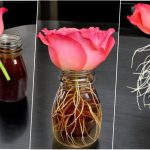 نحوه پرورش گل رز از یک شاخه فقط با یک لیوان + روش نگهداری