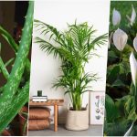 9 گیاه آپارتمانی که سلامت شما را تضمین می‌کنند