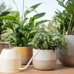 چگونه گیاهان آپارتمانی خود را برای فصل پاییز آماده کنیم؟