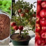 کاشت دانه سیب در گلدان + روش نگهداری