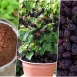 آموزش کاشت شاه توت در گلدان+ روش نگهداری