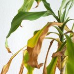 5 نشانه‌ مهمی که خبر از مرگ یک گیاه می‌دهد + روش‌های احیای آن