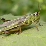 تعبیر خواب ملخ سبز در خانه برای زن متاهل و باردار و دختر مجرد از روانشناسی