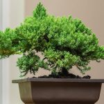 روش نگهداری و پرورش کاج نانا (بونسای نانا)