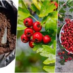 آموزش کاشت هسته زالزالک در گلدان+ روش نگهداری