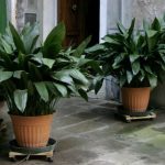 روش کاشت و پرورش گیاه برگ عبایی + مراقبت از آن