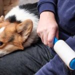 6 روش کاربردی برای پاک کردن موی حیوانات خانگی از لباس‌ها