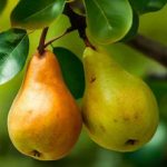 تعبیر خواب گلابی بزرگ + حضرت یوسف و امام یوسف و درخت گلابی پر بار