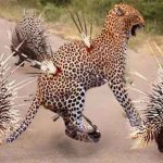 تعبیر خواب حمله جوجه تیغی + حضرت یوسف و امام صادق و جوجه تیغی سیاه