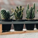 گل و گیاهانی که اشعه مضر امواج وای فای را جذب می‌کنند