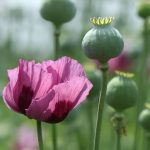 نماینده ملایر پیشنهاد می‌دهد: تأمین نیاز داروسازی به تریاک از طریق کشت قراردادی