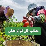 مصائب زنان کارگر فصلی – سلامت نیوز