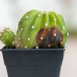 بیماری‌های رایج کاکتوس و راه‌های درمان ساده آن‌ها