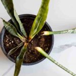 علت شل شدن و گندیدن برگ سانسوریا + درمان آن