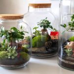 نگهداری گیاهان در تراریوم؛ نکاتی برای داشتن گیاهان شاداب و سالم