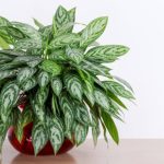 5 ترفند معجزه‌آسا برای رشد سریع آگلونما