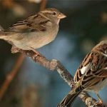 تعبیر خواب گنجشک زیاد در خانه + حضرت یوسف و امام صادق و بچه گنجشک در خانه