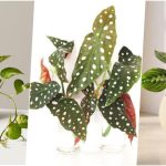 9 گیاهی که برای رشد، به آب ته گلدان نیاز دارند