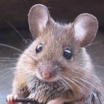 تعبیر خواب فضله موش روی لباس + مدفوع موش در خانه و فضله موش در برنج