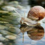 تعبیر خواب حلزون زیاد + امام صادق و حضرت یوسف و حلزون زیاد بدون لاک در خانه