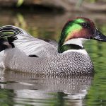 تعبیر خواب اردک خاکستری + امام صادق و حضرت یوسف و اردک پخته شده و وحشی