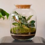 گیاهان مناسب برای تراریوم؛ سبزهای کوچک و مقاوم برای فضای خانه