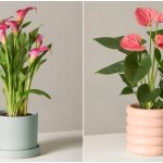 12 گیاه گلدار آپارتمانی؛ ایده‌ای عالی برای دکور داخلی منزل