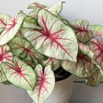 7 گیاه برگ پهن آپارتمانی؛ انتخابی شیک برای دکور خانه