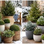 بهترین گیاهان برای فضای باز و حیاط در زمستان