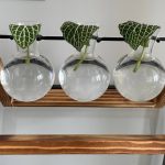 چطور فیتونیا را در آب نگهداری کنیم؟ روش ساده و بدون خاک